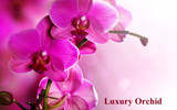 Luxury  Orchid