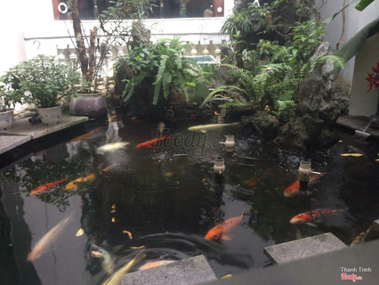 cafe hồ cá