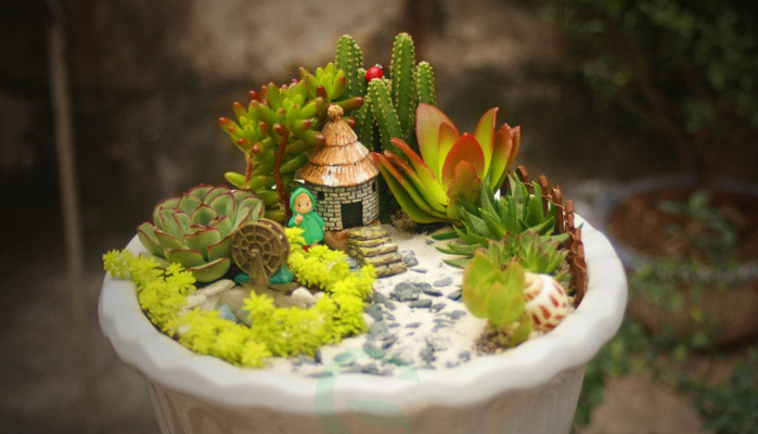 Cây Để Bàn & Cây Phong Thủy - Ngõ Thịnh Quang