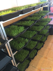 Rau trồng tại nhà hàng