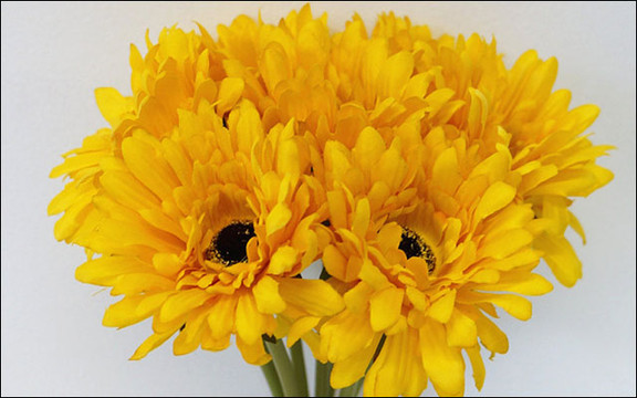 Hoa Mộc Lan - Nhật Tảo