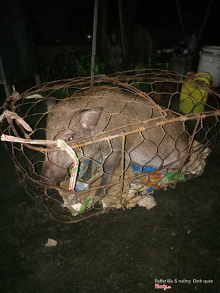 
Heo rừng lai
