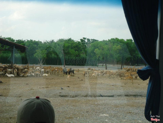 Hệ động vật phong phú nhìn qua cửa kính của xe tham quan