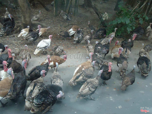 Những chú gà không hề sợ khi ô tô lại gần