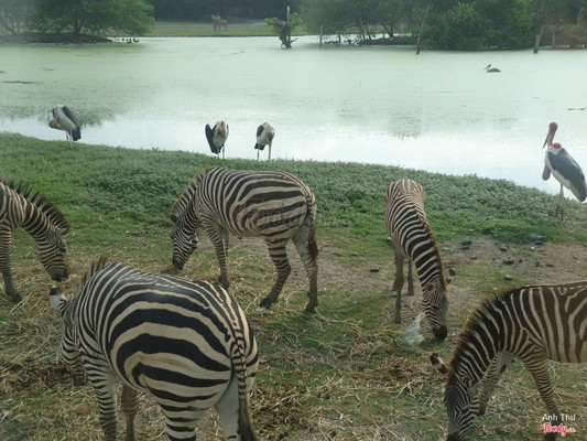 Ngựa vằn cặm cụi ăn cỏ