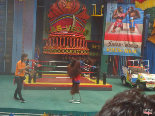 Chú khỉ say sưa diễn show