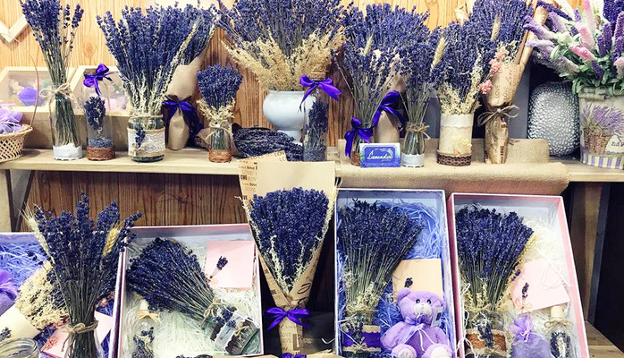 Hoa Oải Hương Lavender