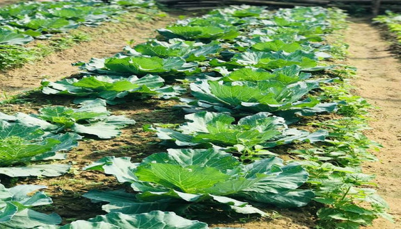 Chợ Đảo - Phạm Văn Nghị