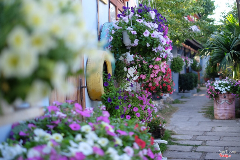 Tầm tháng 12 đến tháng 4 hàng năm yours luôn ngập tràn hoa dạ yến thảo