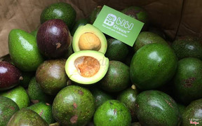 Bơ sáp Đắc Lắc