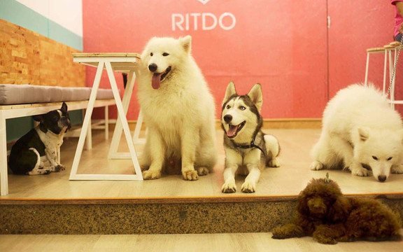 Ritdo - Pet Cafe & Spa