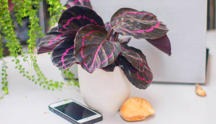 Cây Cảnh Nam Toàn