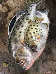 Cá náu khủng 1.3kg