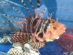 Cá Mú cánh tiên,. Ai chơi cảnh aloo nhé