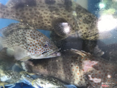 Cá mú biển 550k/kg