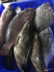 Cá câu các loại, phục vụ cuối tuần