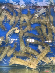 Tôm tít lưới có trứng 60k/g