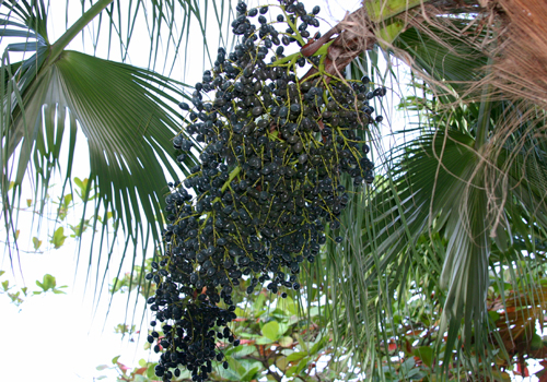 acai-brazil