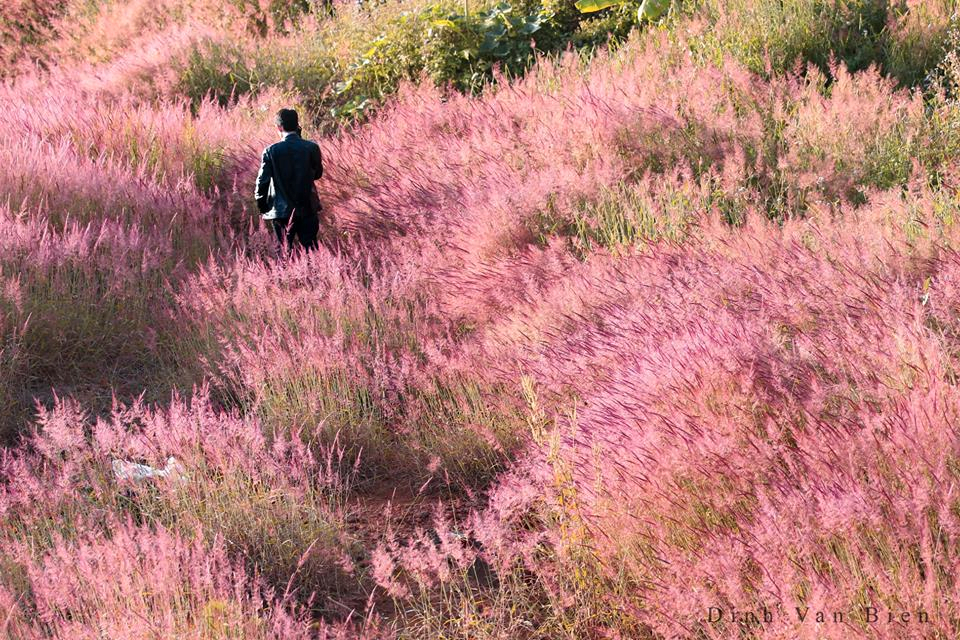 doi-co-hong-da-lat