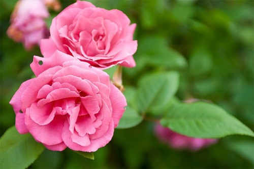 TEST - Trà sữa Green Tea - Etown (DienNguyen TEST - don't edit)