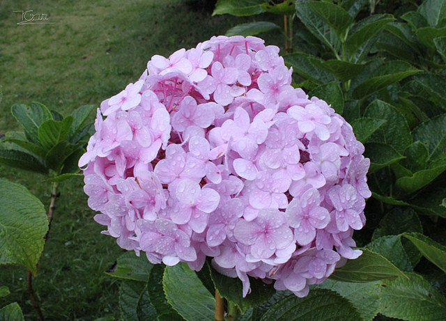 TEST - Trà sữa Green Tea - Fideco (DienNguyen TEST - don't edit)