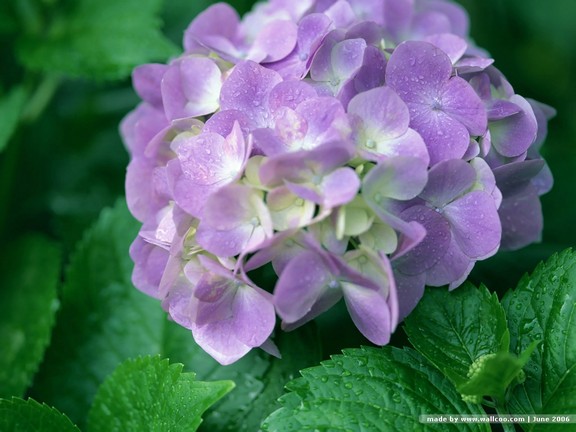 TEST - Trà sữa Green Tea - Hàm Nghi (DienNguyen TEST - don't edit)