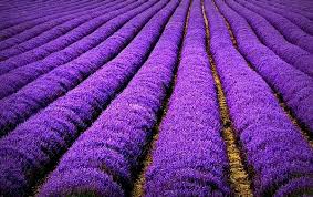 FO - Trà sữa Hokkaido - Nguyễn Gia Trí (old wallet)