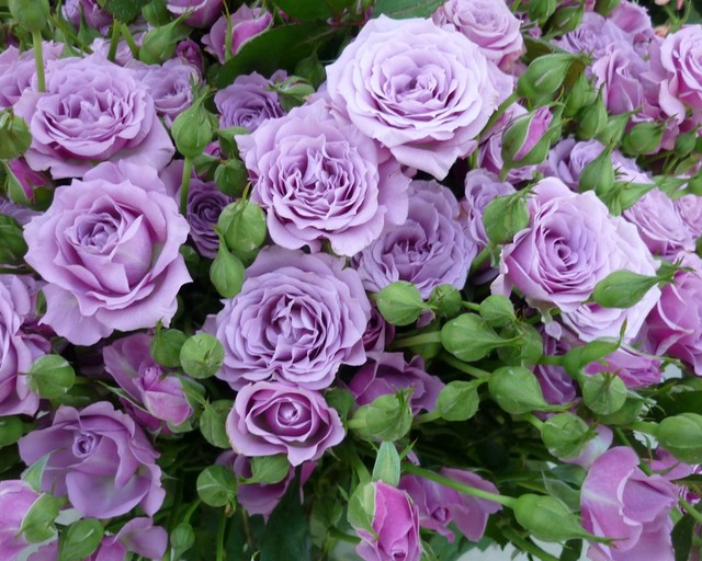 TEST - Trà sữa Green Tea - Võ Văn Tần (DienNguyen TEST - don't edit)