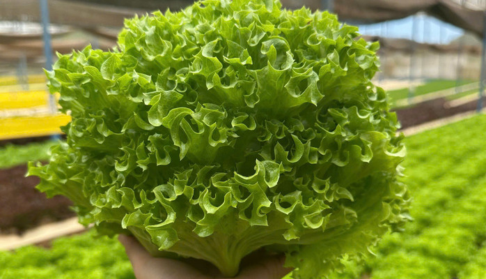 Hùng Việt - Nem Nướng Rau Sạch - Thủ Thiêm