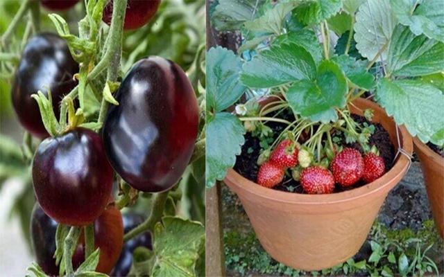 Hạt Giống Hoa - Giống Cây  Đẹp Dễ Trồng