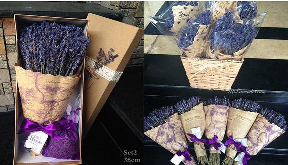 MS Lavender