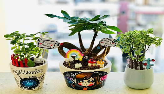 Những địa điểm có SEN ĐÁ đẹp, giá tốt