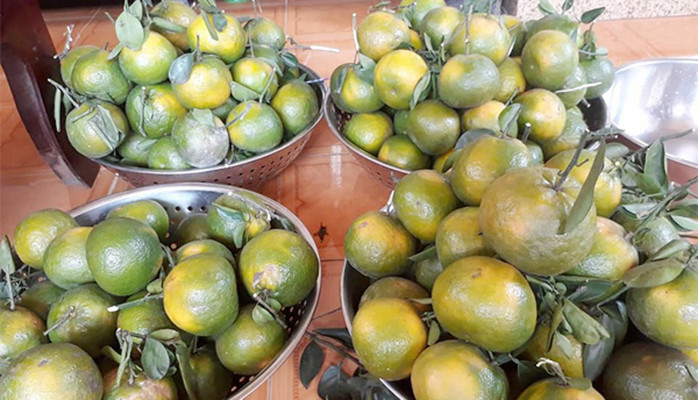 Vườn Cam