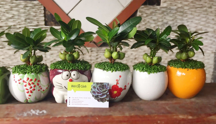 Cây Cảnh - Yên Hòa