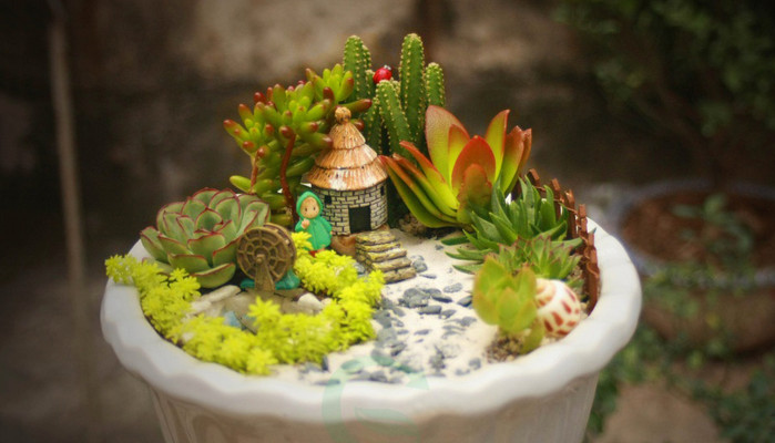 Cây Để Bàn & Cây Phong Thủy - Ngõ Thịnh Quang