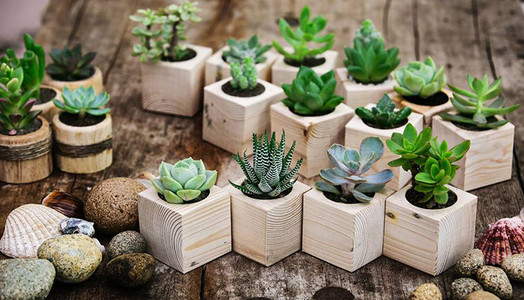 Cây cảnh mini, cây cảnh văn phòng