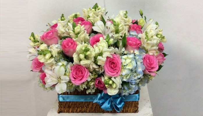 Mr Hoa - Phạm Ngọc Thạch