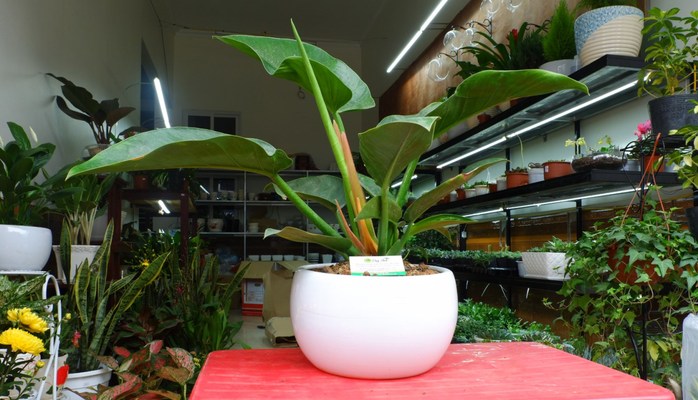 Cây Cảnh & Vườn Đứng Non Bộ