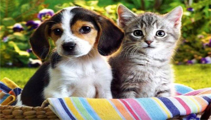 Pet House - Phụ Kiện Thú Cưng - Phạm Thế Hiển