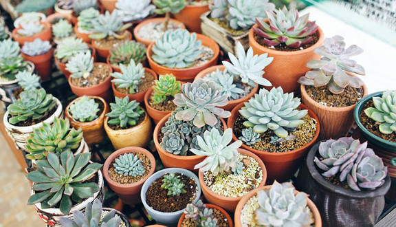 Qi Garden - Vườn Sen Đá