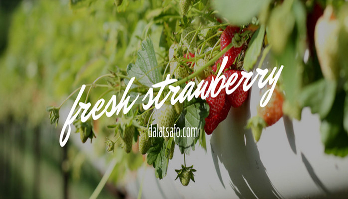 Dalat Safe Food - Đặc Sản Đà Lạt - Thạnh Lộc 40