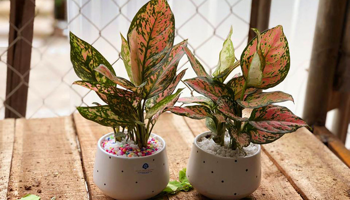 Nhà Mới Xanh - Cây Để Bàn & Cây Văn Phòng