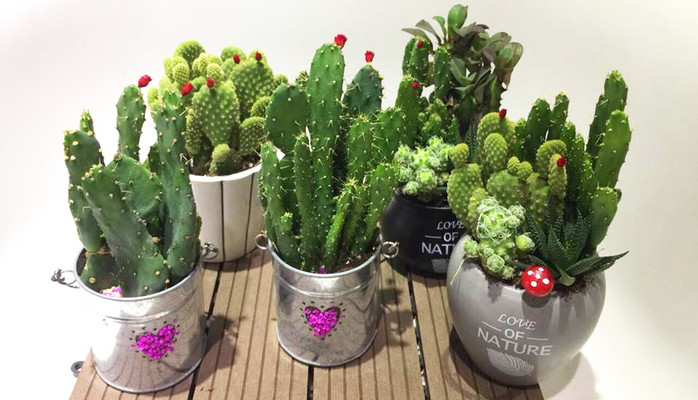 SoGREEN Garden