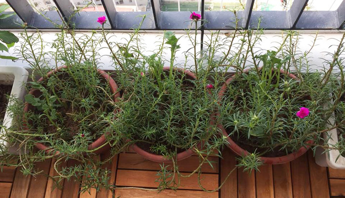 Hạt Giống Hoa - Khương Thượng