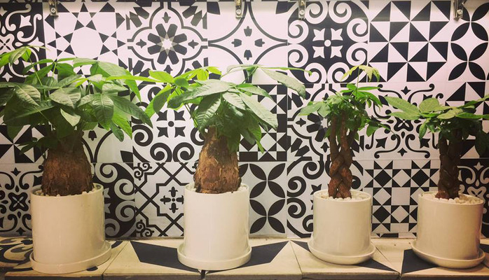 Garden - Coffee & Trees