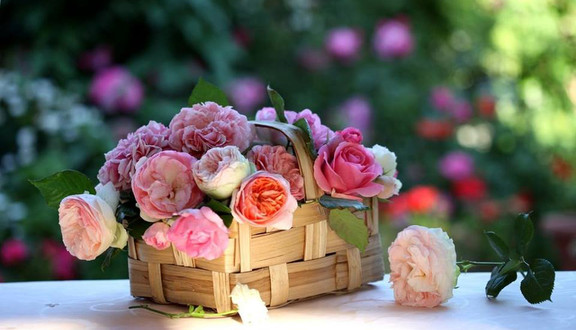 Amy Flower - Hoàng Quốc Việt