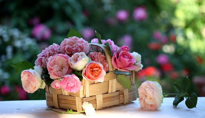 Amy Flower