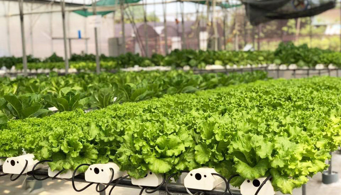 Hot Farm - Thực Phẩm Sạch Online