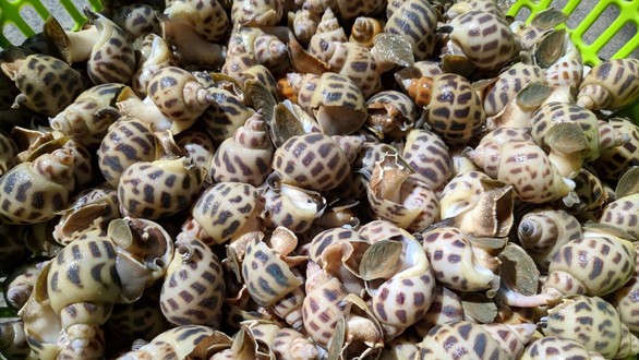 Quán Nhậu Cậu Ốc 28