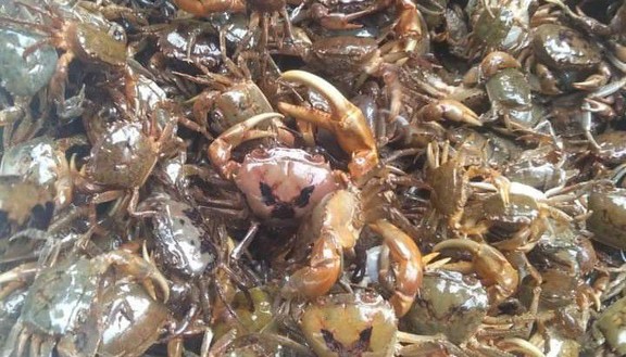 Luận Mạnh - Cua Đồng Omline